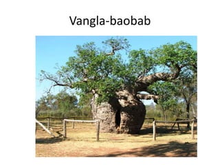 Vangla-baobab
 