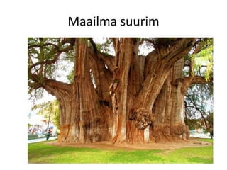 Maailma suurim
 