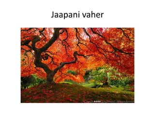 Jaapani vaher
 