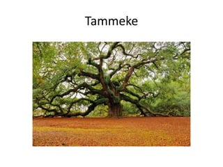 Tammeke
 