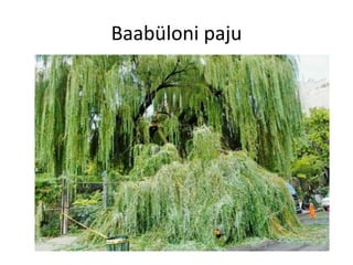 Baabüloni paju
 
