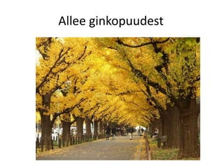 Allee ginkopuudest
 
