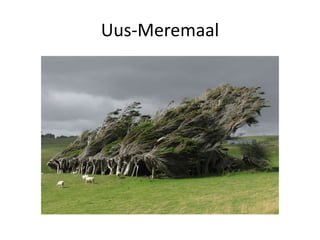 Uus-Meremaal
 