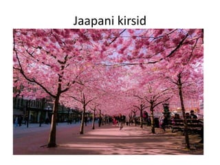 Jaapani kirsid
 