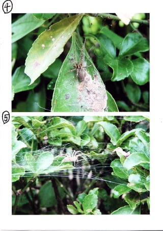 Spider Research in Tokyo / くものけんきゅう