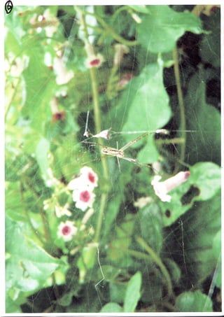Spider Research in Tokyo / くものけんきゅう