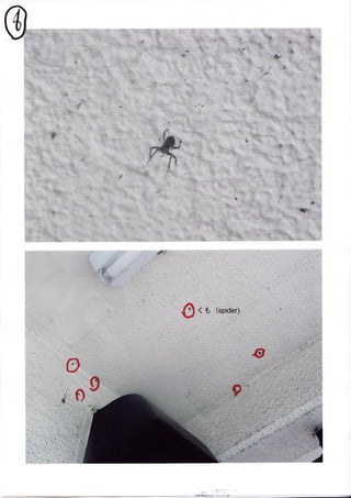 Spider Research in Tokyo / くものけんきゅう