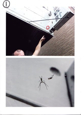 Spider Research in Tokyo / くものけんきゅう