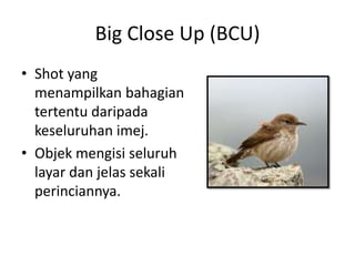 Big Close Up (BCU)
• Shot yang
  menampilkan bahagian
  tertentu daripada
  keseluruhan imej.
• Objek mengisi seluruh
  layar dan jelas sekali
  perinciannya.
 