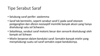 Tipe Serabut Saraf
• Selubung saraf perifer: axolemma
• Saraf tak bermielin, seperti serabut saraf C pada saraf otonom
postganglion dan aferen nosiseptif memiliki banyak akson yang hanya
diselubungi satu sel Schwann.
• Sebaliknya, serabut saraf motoric besar dan sensorik diselubungi oleh
banyak sel Schwan
• Mielin berperan dalam konduksi saraf. Semakin banyak mielin yang
menyelubungi suatu sel saraf semakin cepat konduksinya.
 