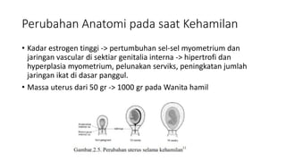 Perubahan Anatomi pada saat Kehamilan
• Kadar estrogen tinggi -> pertumbuhan sel-sel myometrium dan
jaringan vascular di sektiar genitalia interna -> hipertrofi dan
hyperplasia myometrium, pelunakan serviks, peningkatan jumlah
jaringan ikat di dasar panggul.
• Massa uterus dari 50 gr -> 1000 gr pada Wanita hamil
 