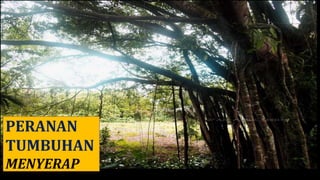 PERANAN
TUMBUHAN
MENYERAP
 