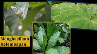 Menghasilkan
Kelembapan.
 
