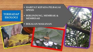  HABITAT KEPADA PELBAGAI
SPESIS
 BERLINDUNG, MEMBIAK &
MEMBESAR
 BEKALAN MAKANAN
 