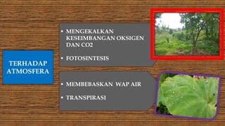  MENGEKALKAN
KESEIMBANGAN OKSIGEN
DAN CO2
 FOTOSINTESIS
TERHADAP
ATMOSFERA
 MEMBEBASKAN WAP AIR
 TRANSPIRASI
 