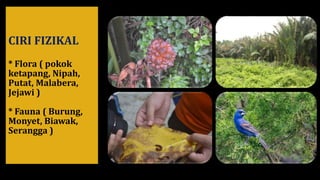 CIRI FIZIKAL
* Flora ( pokok
ketapang, Nipah,
Putat, Malabera,
Jejawi )
* Fauna ( Burung,
Monyet, Biawak,
Serangga )
 