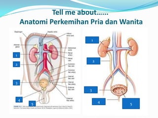 Tell me about…...
    Anatomi Perkemihan Pria dan Wanita

                       1


1
                           2
2



3
                       3

    4                          4
        5                          5
 