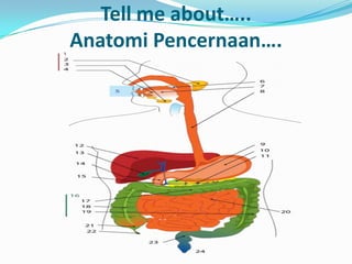 Tell me about…..
Anatomi Pencernaan….
 