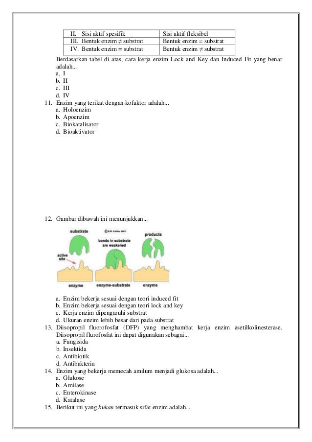 Kumpulan soal tentang enzim