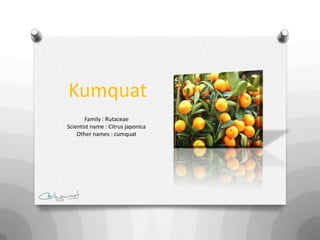Kumquat
       Family : Rutaceae
Scientist name : Citrus japonica
    Other names : cumquat
 