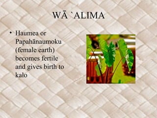 WĀ `ALIMA
• Haumea or
Papahānaumoku
(female earth)
becomes fertile
and gives birth to
kalo
 