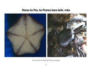 Hanau ka Pea, ka Peapea kana keiki, puka




        Peÿa are born, its child, the Peÿapeÿa, emerges

                              11
 