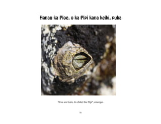 Hanau ka Pioe, o ka Pipi kana keiki, puka




         Pïÿoe are born, its child, the Pipi*, emerges



                              16
 