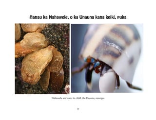 Hanau ka Nahawele, o ka Unauna kana keiki, puka




          Nahawele are born, its child, the Unauna, emerges



                                 18
 