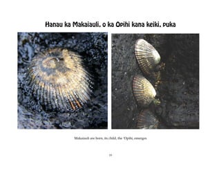 Hanau ka Makaiauli, o ka Opihi kana keiki, puka




          Makaiauli are born, its child, the ÿOpihi, emerges




                                  19
 