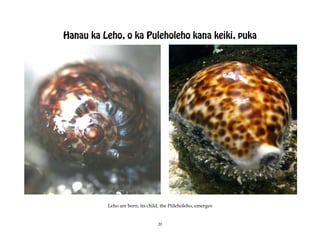 Hanau ka Leho, o ka Puleholeho kana keiki, puka




          Leho are born, its child, the Püleholeho, emerges


                                 20
 