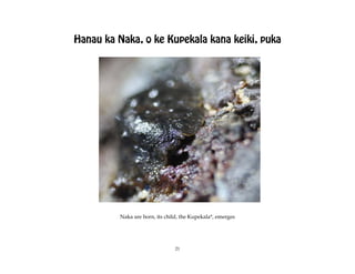 Hanau ka Naka, o ke Kupekala kana keiki, puka




          Naka are born, its child, the Kupekala*, emerges




                                 21
 