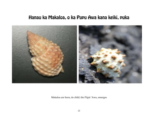 Hanau ka Makaloa, o ka Pupu Awa kana keiki, puka




          Makaloa are born, its child, the Püpü ÿAwa, emerges




                                  22
 