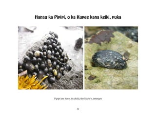 Hanau ka Pipipi, o ka Kupee kana keiki, puka




         Pipipi are born, its child, the Küpeÿe, emerges



                               24
 
