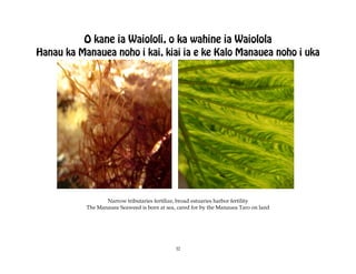 O kane ia Waiololi, o ka wahine ia Waiolola
Hanau ka Manauea noho i kai, kiai ia e ke Kalo Manauea noho i uka




                  Narrow tributaries fertilize, broad estuaries harbor fertility
           The Manauea Seaweed is born at sea, cared for by the Manauea Taro on land




                                              32
 