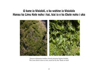 O kane ia Waiololi, o ka wahine ia Waiolola
Hanau ka Limu Kele noho i kai, kiai ia e ka Ekele noho i uka




             Narrow tributaries fertilize, broad estuaries harbor fertility
             The Limu Kele is born at sea, cared for by the ÿËkele on land




                                           40
 