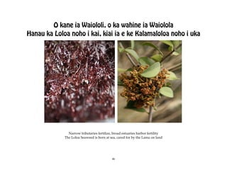 O kane ia Waiololi, o ka wahine ia Waiolola
Hanau ka Loloa noho i kai, kiai ia e ke Kalamaloloa noho i uka




               Narrow tributaries fertilize, broad estuaries harbor fertility
             The Loloa Seaweed is born at sea, cared for by the Lama on land




                                            46
 