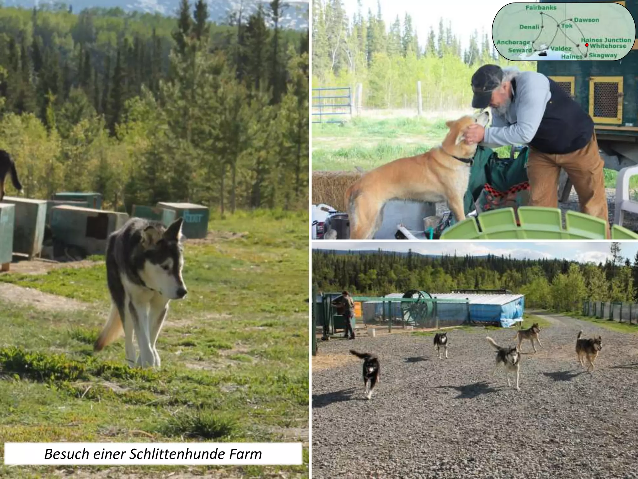 Besuch einer Schlittenhunde Farm
 