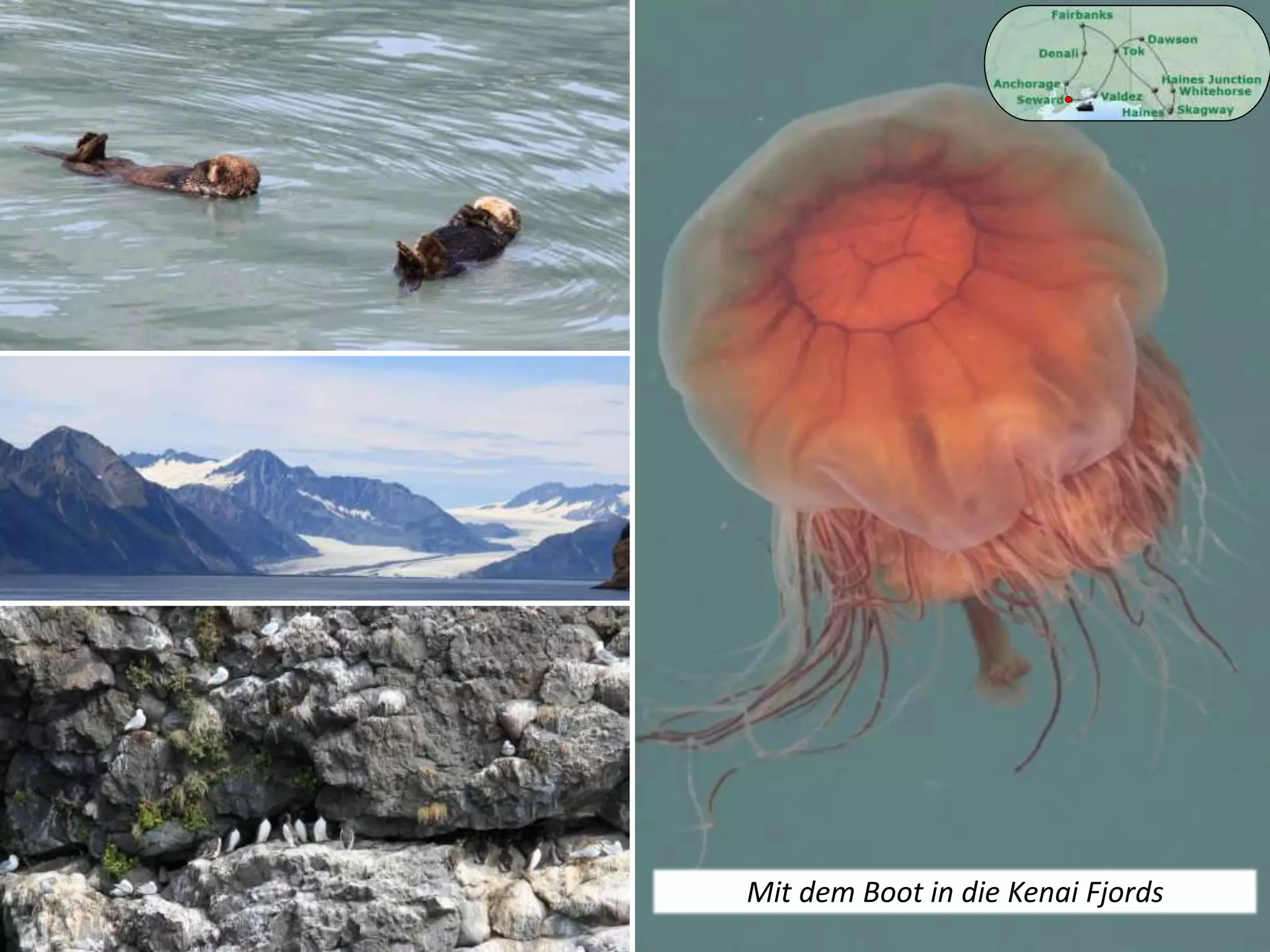 Mit dem Boot in die Kenai Fjords
 