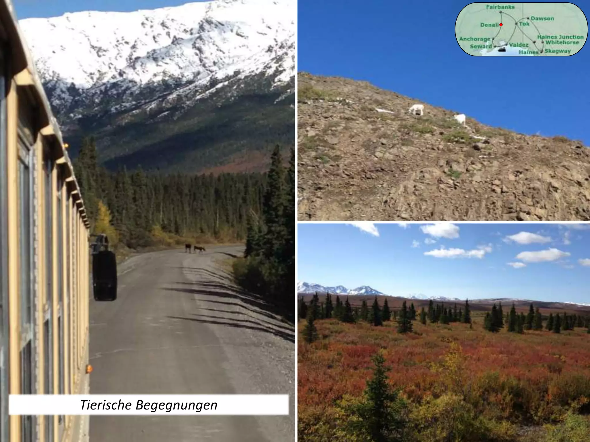 Tierische Begegnungen
 