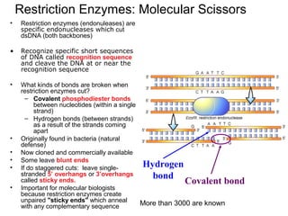 Restriction Enzymes: Molecular Scissors
• Restriction enzymes (endonuleases) are
specific endonucleases which cut
dsDNA (both backbones)
• Recognize specific short sequences
of DNA called recognition sequence
and cleave the DNA at or near the
recognition sequence
• What kinds of bonds are broken when
restriction enzymes cut?
– Covalent phosphodiester bonds
between nucleotides (within a single
strand)
– Hydrogen bonds (between strands)
as a result of the strands coming
apart
• Originally found in bacteria (natural
defense)
• Now cloned and commercially available
• Some leave blunt ends
• If do staggered cuts: leave single-
stranded 5’ overhangs or 3’overhangs
called sticky ends.
• Important for molecular biologists
because restriction enzymes create
unpaired "sticky ends" which anneal
with any complementary sequence
Hydrogen
bond
Covalent bond
More than 3000 are known
 