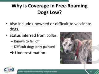 Recommendations for improving vaccination coverage in the Bali dog population