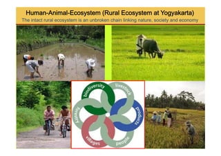 Spatial analysis and risk factors of human toxoplasmosis at special province of Yogyakarta trought ecohealth approaches