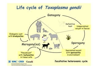 Spatial analysis and risk factors of human toxoplasmosis at special province of Yogyakarta trought ecohealth approaches
