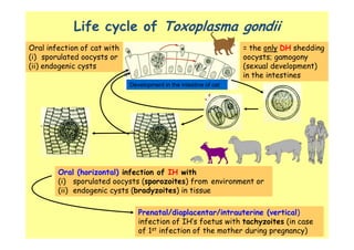 Spatial analysis and risk factors of human toxoplasmosis at special province of Yogyakarta trought ecohealth approaches