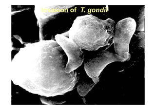 Spatial analysis and risk factors of human toxoplasmosis at special province of Yogyakarta trought ecohealth approaches