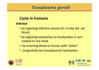 Spatial analysis and risk factors of human toxoplasmosis at special province of Yogyakarta trought ecohealth approaches