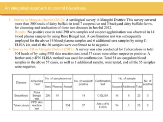 An integrated approach to control Brucellosis

  3. Survey in Mangshi District (2012): A serological survey in Mangshi District: This survey covered
      more than 300 heads of dairy buffalo in total 7 cooperative and 3 backyard dairy buffalo farms,
      for cleansing and eradication of these two diseases in Jun-Jul 2012.
      Results: No positive case in total 290 sera samples and suspect agglutination was observed in 14
      blood plasma samples by using Rose Bengal test. A confirmation test was subsequently
      employed for the above 14 blood plasma samples and 6 additional sera samples by using C-
      ELISA kit, and all the 20 samples were confirmed to be negative.
  4. Survey for TB in Mangshi District (2012): A survey was also conducted for Tuberculosis in total
      304 heads of by using PPD skin reaction test, total 57 cases were either suspect or positive. A
      further anti-γ-IFN ELISA method was used for confirmation. Total 54 anticoagulant blood
      samples in the above 57 cases, as well as 1 additional sample, were tested, and all the 55 samples
      were negative.
 