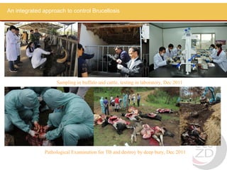 An integrated approach to control Brucellosis




                    Sampling in buffalo and cattle, testing in laboratory, Dec 2011




               Pathological Examination for TB and destroy by deep bury, Dec 2011
 