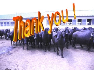 An integrated approach to control brucellosis in Yunnan Province China