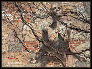 Kameleon Le caméléon 